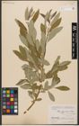 Foto von Salix zygostemon Boiss. & Hohen.
